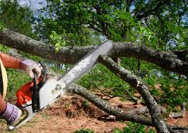 How Our Tree Care Process Works  in  Mount Gilead, NC