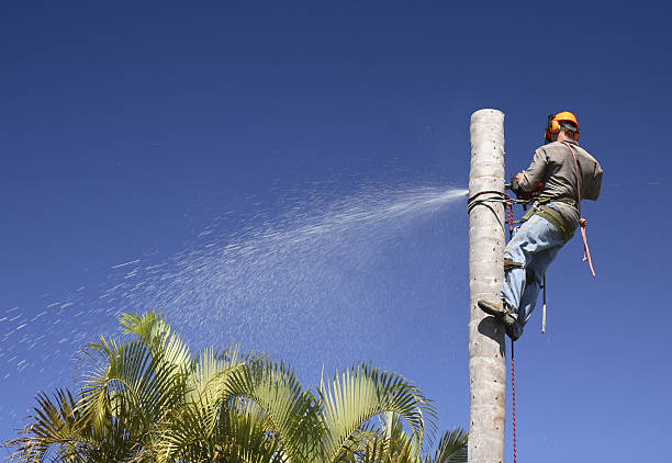Professional Tree Care in Mount Gilead, NC