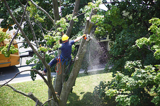 Lawn Maintenance Plans in Mount Gilead, NC